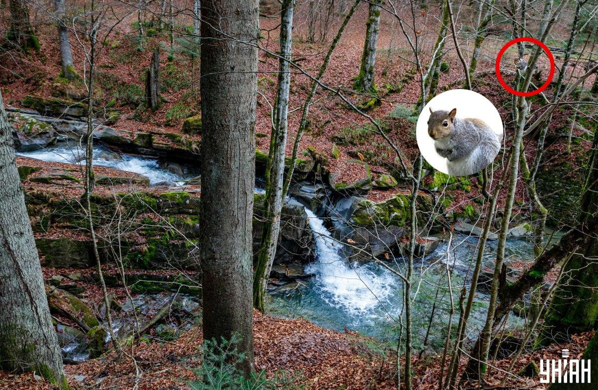 Koláž Moje, foto Moje, Nemes Janosz