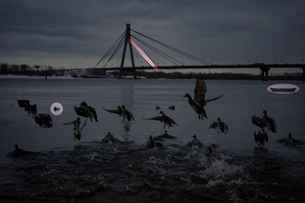 Nájdite 3 rozdiely na fotografii s kačkami za 10 sekúnd: úžasná hádanka