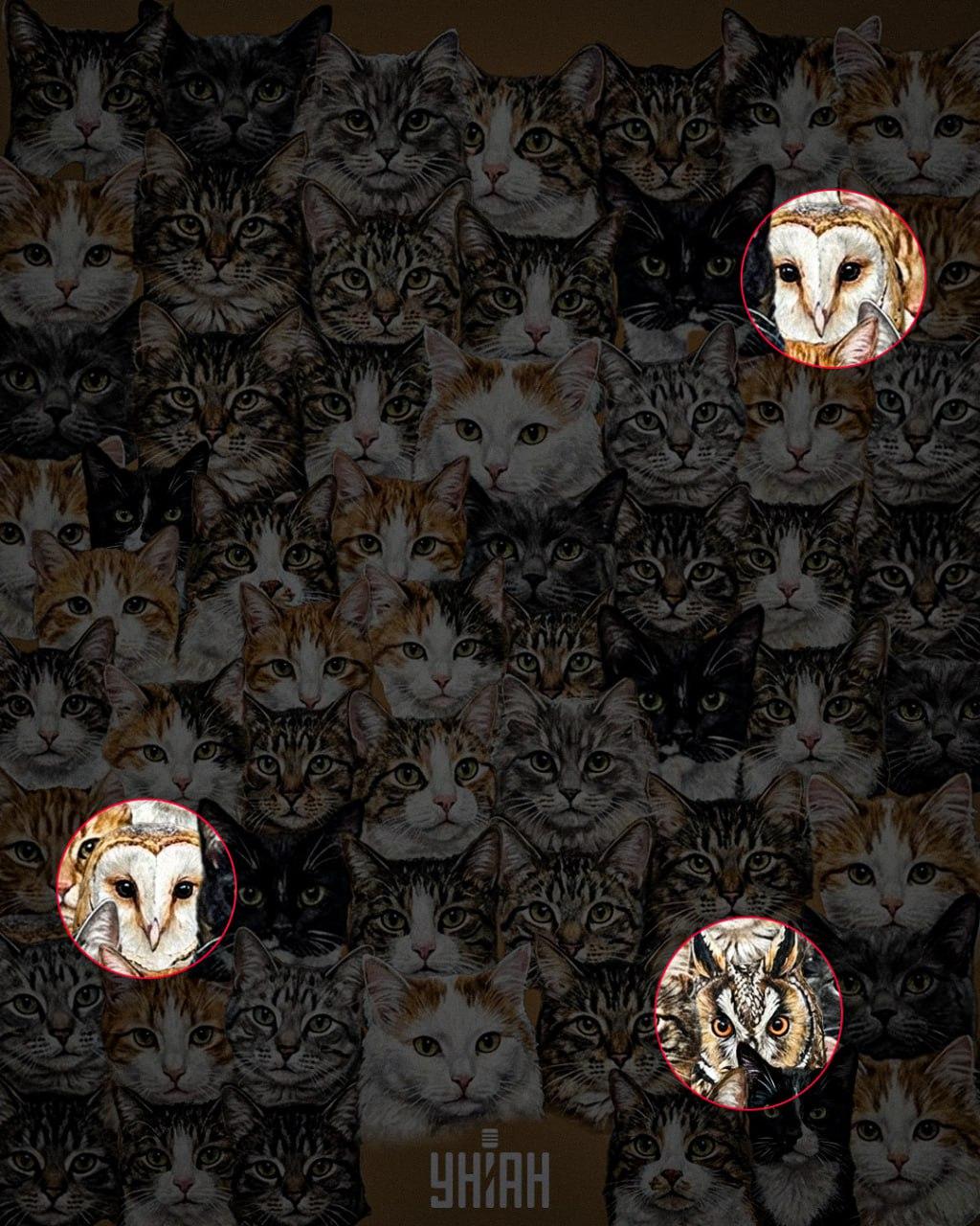 97 % ľudí nedokáže nájsť 3 sovy medzi mačkami za 10 sekúnd: úžasný optický klam