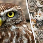 97 % ľudí nedokáže nájsť 3 sovy medzi mačkami za 10 sekúnd: úžasný optický klam 97 % ľudí nedokáže nájsť 3 sovy medzi mačkami za