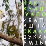 97 % ľudí nedokáže za 11 sekúnd nájsť slovo "kakadu" v optickej ilúzii: otestujte sa 97 % ľudí nedokáže za 11 sekúnd nájsť slovo „kakadu“