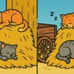 IQ test: nájdite 3 rozdiely na obrázkoch mačiek na kope sena za 29 sekúnd IQ test: nájdite 3 rozdiely na obrázkoch mačiek na kope