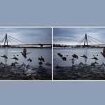 Nájdite 3 rozdiely na fotografii kačiek za 10 sekúnd: úžasná